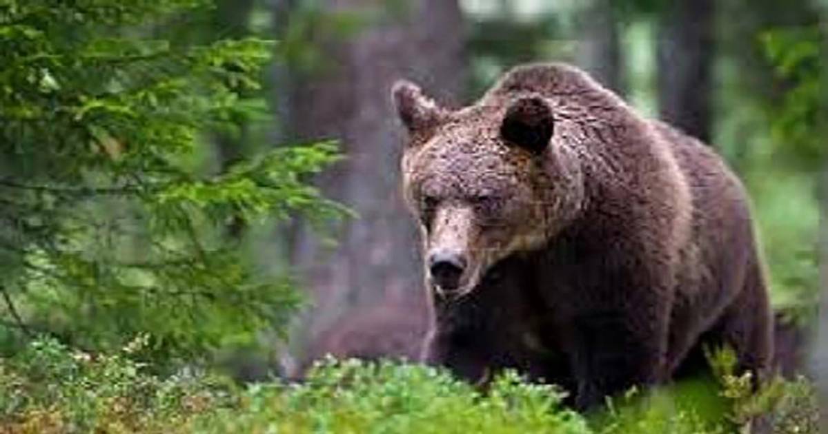 Perrin, che ha ucciso il corridore italiano, potrebbe non essere stato colpito dal giudice |  All’estero