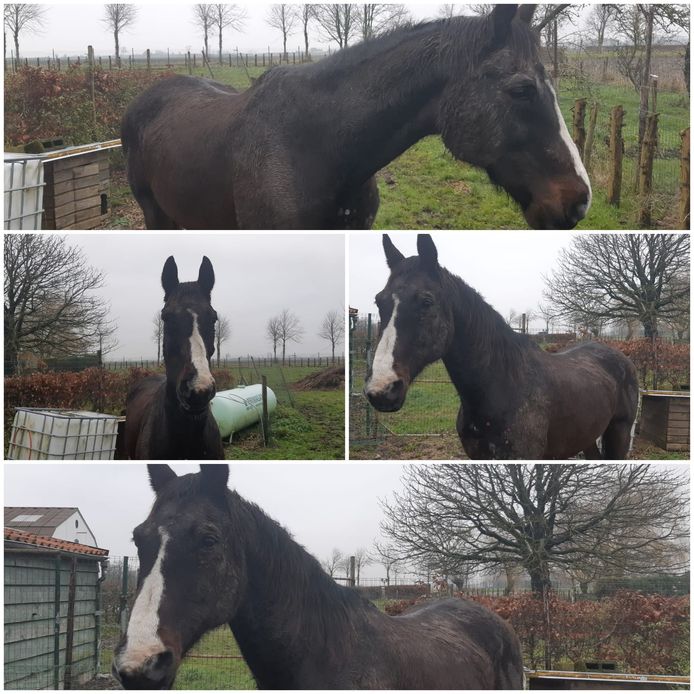 Het loslopende paard zoals het vrijdag werd aangetroffen bij Aardenburg.