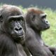 Twee gorilla's drachtig in Artis