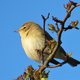 Fitissen brengen de lente