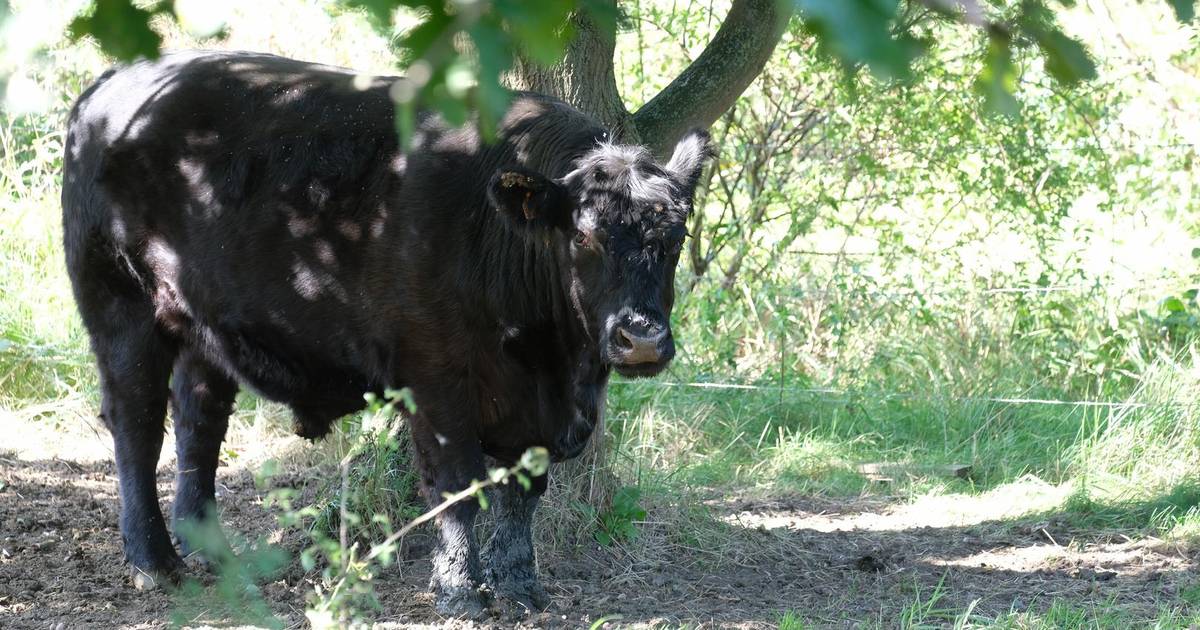 Man 81 Kritiek Na Aanval Rund Ekeren Hln Be