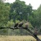 Afrikaanse gieren met uitsterven bedreigd: hun hersens worden opgerookt in een joint