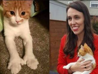 Nieuw-Zeeland rouwt om dood 'First Cat'