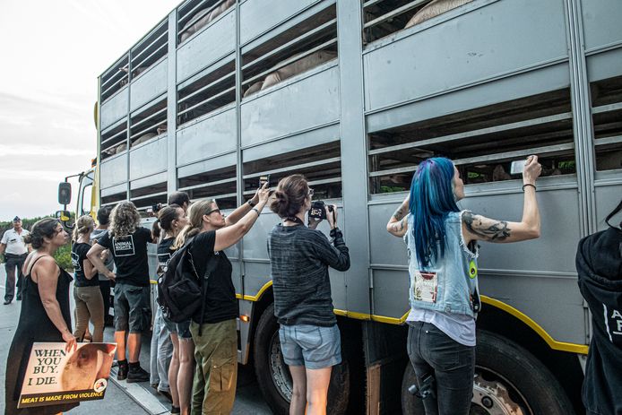 De activisten maken filmpjes en foto's van de vrachtwagen met varkens die toekomen aan het slachthuis.