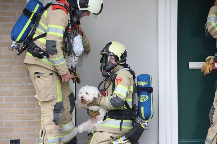 puppy Een zin consensus Brand in woning Houten, brandweer redt hondje uit huis | Utrecht |  gelderlander.nl