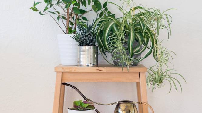 Zuivere lucht in huis: deze planten zijn de ideale luchtverfrisser