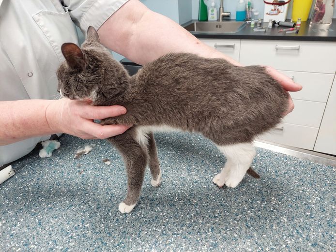 Splinter weegt maar één kilo. Stichting Poezensnuitjes zoekt haar baasje, maar de kat is niet gechipt.