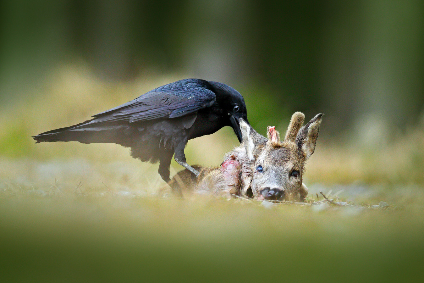 Doodgereden ree terug de natuur in door project Dood doet Leven | Foto ...