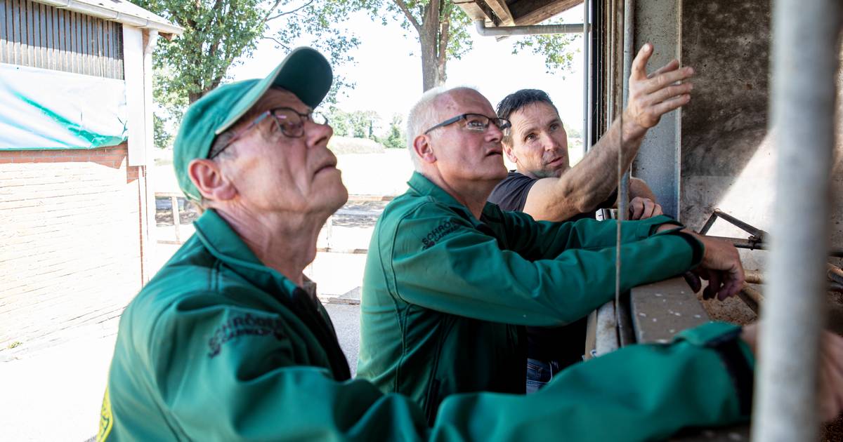 Ruim 50 zwaluwnesten op één plek, dit boerenbedrijf in Harbrinkhoek blijkt een vogelwalhalla: hoe ko