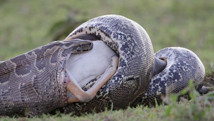 Une gazelle avalée par un python | Insolite | 7sur7.be