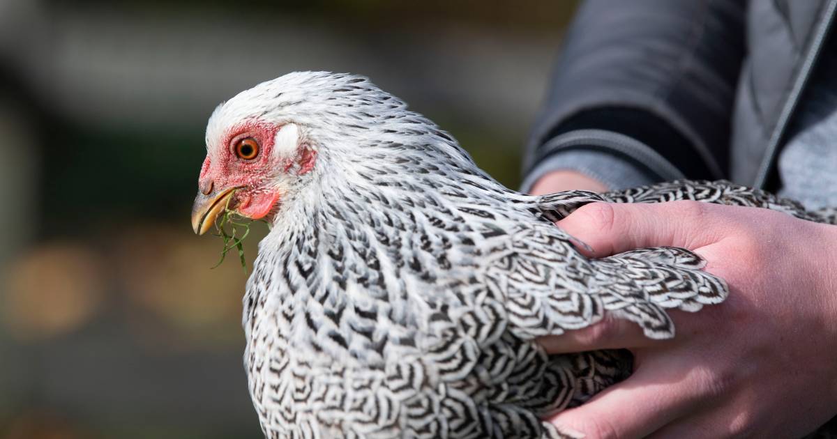 Ruiming van 189.000 kippen op twee pluimveebedrijven in Bentelo noodzakelijk vanwege vogelgriep