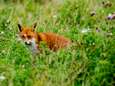Jagers in Gelderland mogen vanaf nu deze 6 dieren niet meer doodschieten