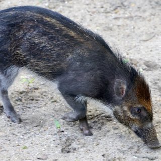 First pig species to use a stick: Artis welcomes endangered Philippine warty pigs