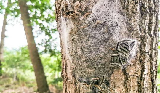 De processierups teistert elke zomer onze streken. Nu is er misschien eindelijk een oplossing