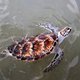 'Te goed beschermde' soepschildpad bedreigt eigen ecosysteem