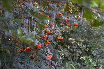 Twaalf hectare bos en 40.000 bomen erbij in Leenderbos, Sang en Goorkes en Gastelse Heide