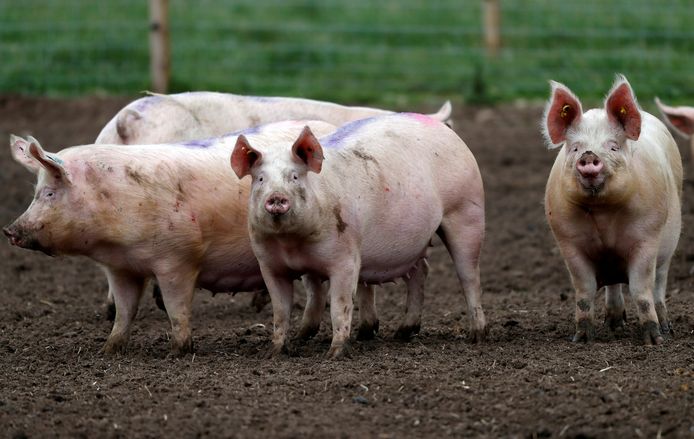 Een ruiming van 150.000 varkens zou “mogelijk over een week of tien dagen” plaatsvinden.