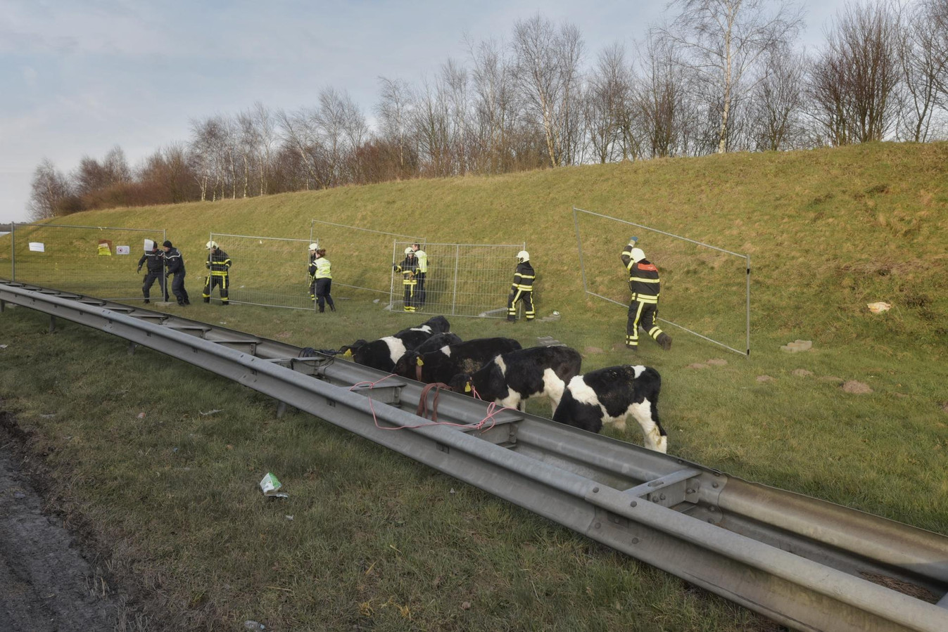 Ruim 100 Kalfjes Dood Na Ongeluk Met Veewagen Op A16 Foto AD nl