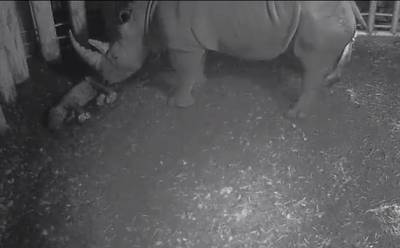 Neushoorntje geboren bij Burgers'Zoo