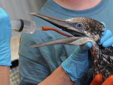Le sort de dizaines d'espèces animales inquiète après la marée noire