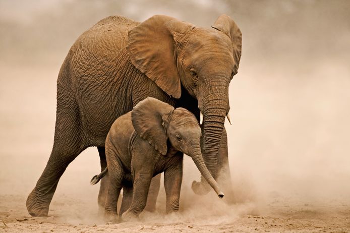 Een Afrikaanse olifant en een kalf in Amboseli National Park in Kenia. De dieren hebben veel water nodig. Ze moeten per dag zo’n 150 tot 300 liter water drinken en ze baden en spelen erin. Hogere temperaturen, minder regenval en ernstige droogte hebben direct effect op het aantal olifanten: minder water en daardoor minder groenvoer beperkt de omvang van olifantenpopulaties, en in droge tijden neemt de sterfte van kalveren toe.