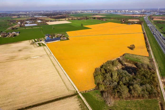 Een met onkruidverdelger glyfosaat bewerkt stuk grond langs de A1, in Wilp bij Deventer.