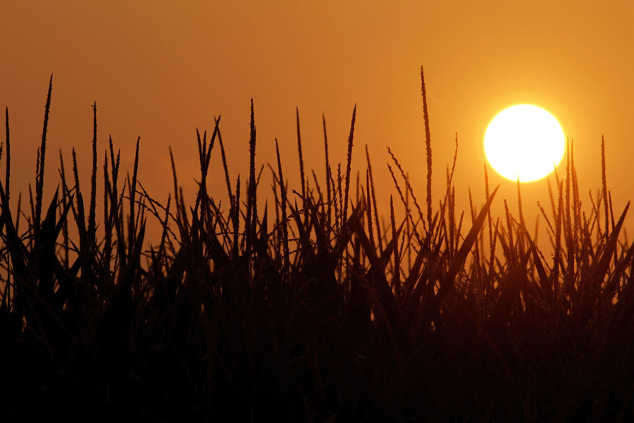 De zon komt op boven Pleasant Plains in de Amerikaanse staat Illinois, een van de landbouwgebieden waar de maïsoogst te lijden heeft onder de hittegolf van de afgelopen weken. Beeld ap