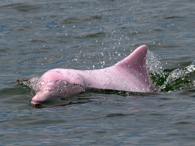 Waarom Covid-19 een zegen is voor Chinese witte dolfijn