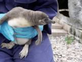 Dierentuin verwelkomt 11 kuikens van bedreigde pinguïnsoort