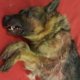 Afschuwelijk: dode hond gevonden in kledingcontainer