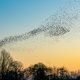Waarschuwing: nieuwe variant van vogelgriep kan zich ook verspreiden naar mensen