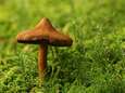 Herfst in het land: ideaal om paddenstoelen te zoeken in bos