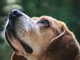 Als je ziek bent, ruik je anders: honden worden steeds vaker gebruikt om aandoeningen zoals kanker en corona op te sporen