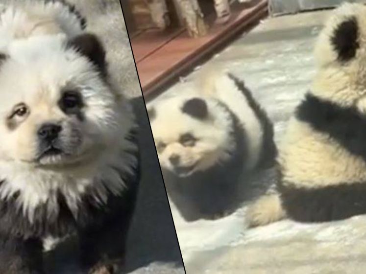 Un zoo chinois teint des chiens en noir et blanc pour faire croire à des pandas