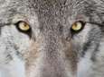 Woeste wolf