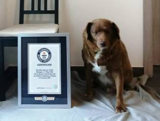 De Portugese Bobi stoot na 84 jaar de Australische Bluey van de troon en is nu de oudste hond ooit