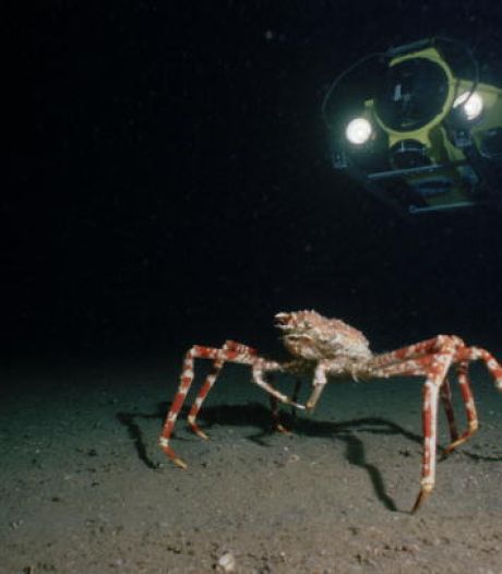 "Crabzilla", un crabe géant, dans les eaux de Blankenberge