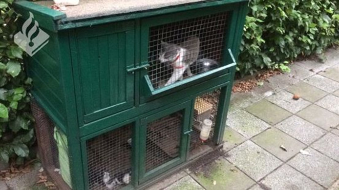 De katten in het konijnenhok waarin zij aangetroffen werden.