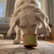 Een fruitsmoothie voor honden, hoe duurzaam en gezond is dat?