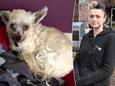 Ines Nicque van Rata's Animal Center in Belsele trof hondje Candy na de aanval door de roofvogel zwaargewond aan.