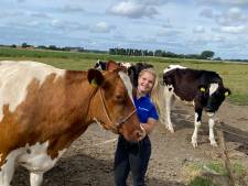 Deze koeien krijgen bierafval in Rockanje: ‘Geeft heerlijke melk’