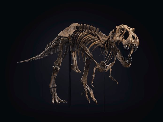 Tyrannosaurus rex Stan werd in 1987 opgegraven en gisteren geveild voor 27 miljoen euro, een recordbedrag op de fossielenmarkt.