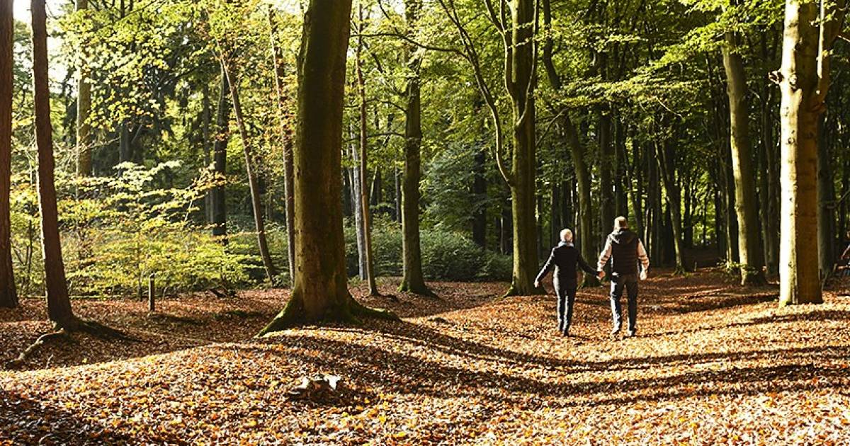 Oktober is wandelmaand op de Utrechtse Heuvelrug: 'Gebied wemelt van de geheimen' - De Gelderlander