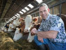 Zo sluist bioboer Jack zijn 80 koeien die dekselse zomertijd in: ‘Ze kunnen echt humeurig worden’
