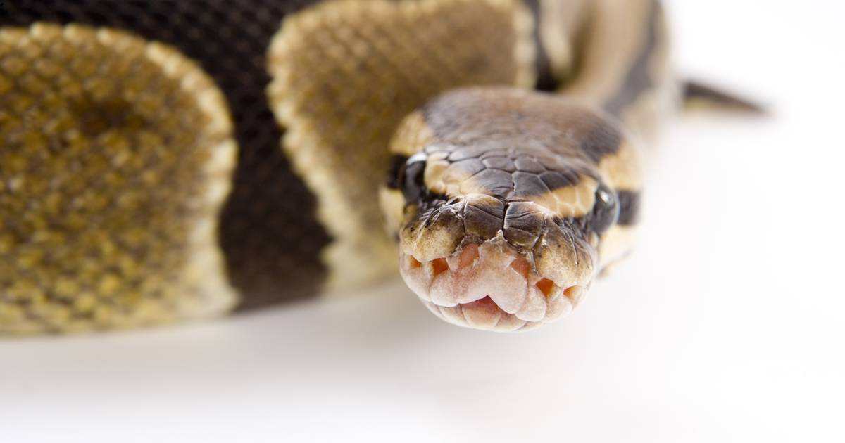 Python in toilet neemt man letterlijk bij zijn pietje | Bizar | hln.be