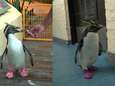 Opvallend: deze pinguïns lopen rond op roze sokken