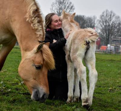 Knuffelen met paarden tegen stress en eenzaamheid: het kan bij Kim (25) uit Oudenbosch