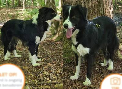 Angstige bordercollie Mave doolt al weken rond na vuurwerkknallen: ‘Benader haar niet’