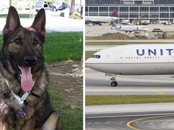 Luchtvaartmaatschappij maakt enorme blunder: hond naar Japan in plaats van Kansas City gevlogen