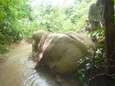 Stroperij van olifantenhuiden in opmars: ‘Zorgwekkender dan ivoorstroperij’